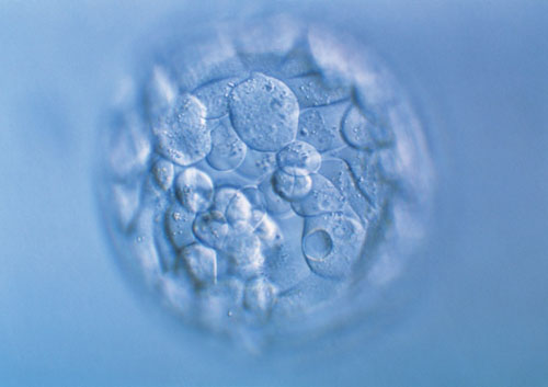 排卵后再同房就晚了 排卵后再同房就晚了吗会怀孕吗